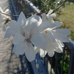 Magnolia stellata Õis