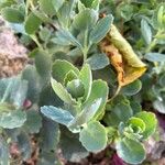 Kalanchoe laxiflora Leaf