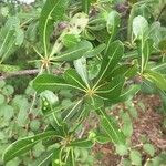 Manilkara mochisia Leaf