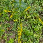 Solidago ulmifolia