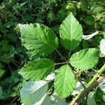 Rubus devitatus