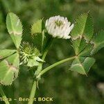 Trifolium michelianum Altres