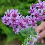 Pericallis papyracea Floro