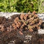 Sedum rubens Hábito