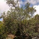 Sophora denudata Habitus