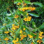 Pyracantha coccinea ᱥᱟᱠᱟᱢ