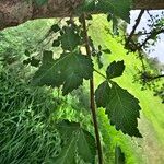 Commiphora africanaBlad