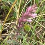 Odontites vernus Habit