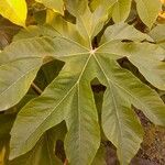 Tetrapanax papyrifer 叶