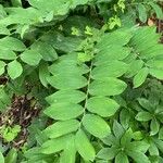 Polygonatum biflorum Blad