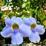 Thunbergia grandiflora Žiedas