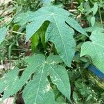 Carica papaya 葉