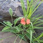 Crossandra massaica موطن