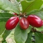 Synsepalum dulcificum Meyve