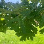 Quercus alba 葉