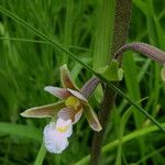 Epipactis palustris Flor