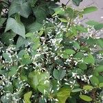 Chamaesyce hypericifolia Цвят
