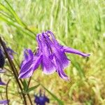 Aquilegia vulgarisFlower