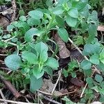 Moehringia pentandra Leaf