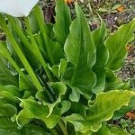 Zantedeschia aethiopica Leaf