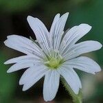 Cerastium sylvaticum Flower