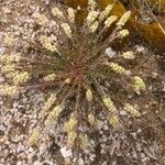 Sesamoides pygmaea Fula