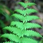 Thelypteris noveboracensis Blatt