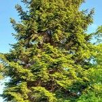Abies cephalonica Staniste