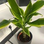 Dracaena fragrans Blad