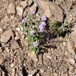 Verbena gooddingii Flower