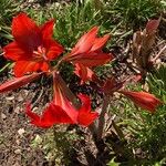 Hippeastrum striatum Habit