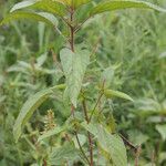 Acalypha australis Blad