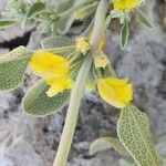 Phlomis olivieri Flower