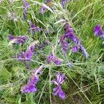 Vicia villosaÕis