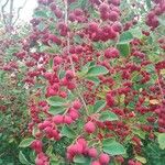 Cotoneaster multiflorus Gyümölcs