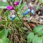 Lathyrus vernus Blomma