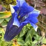 Gentiana acaulis Flor