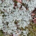 Artemisia alba Folla