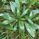 Solidago juncea পাতা