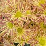 Chrysanthemum indicum Květ