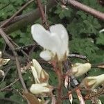 Amelanchier × lamarckii फूल