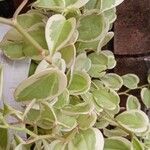 Peperomia scandens Liść