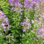 Campanula lactiflora Natur