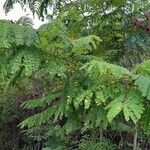 Biancaea sappan Leaf