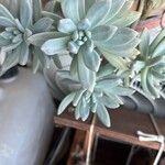 Dudleya greenei 叶