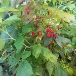 Rubus occidentalis Fruit