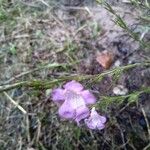 Agalinis purpurea ফুল