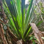 Pandanus urophyllus Yaprak