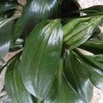 Urceolina × grandiflora List