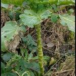 Brassica oleracea Hábito